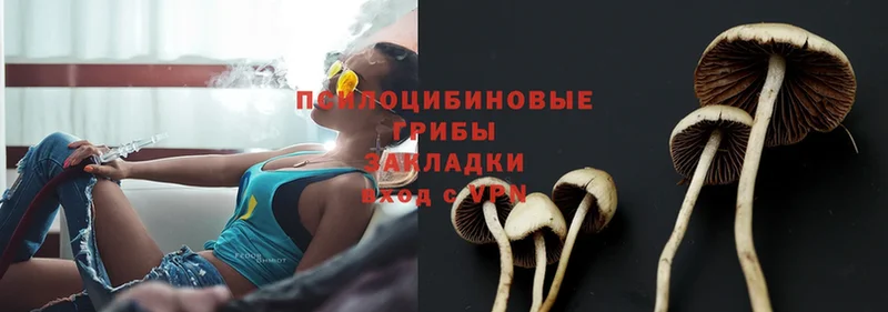 закладки  Кизилюрт  Псилоцибиновые грибы Psilocybe 